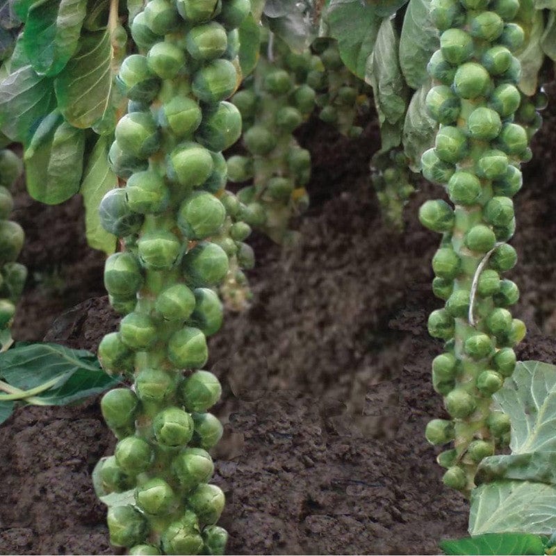 dt-brown VEGETABLE SEEDS Brussels Sprout Braemar F1