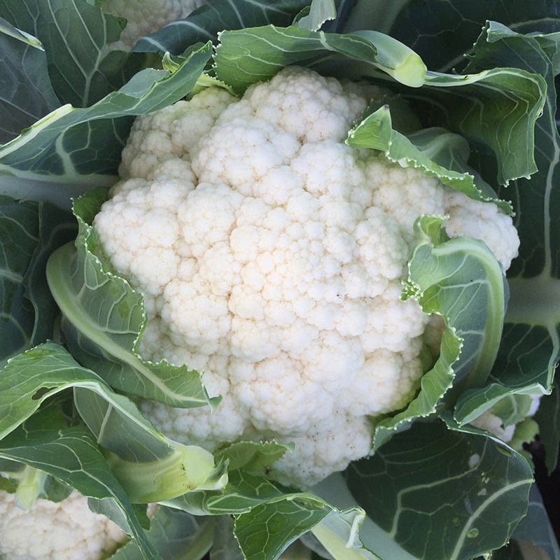 dt-brown VEGETABLE SEEDS Cauliflower Orkney F1