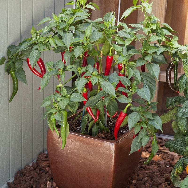 dt-brown VEGETABLE SEEDS Chilli Pepper Longhorn F1