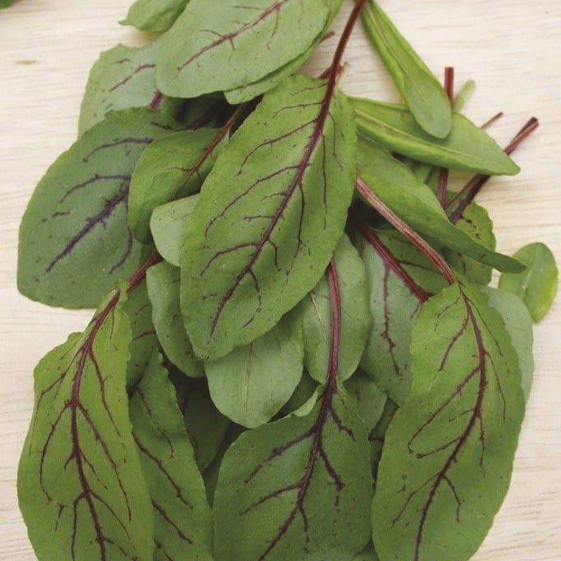 dt-brown VEGETABLE SEEDS Sorrel Red Veined