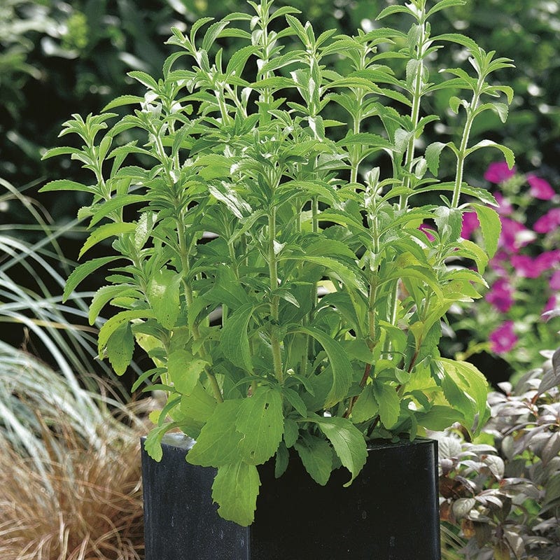 dt-brown VEGETABLE SEEDS Stevia Rebaudiana