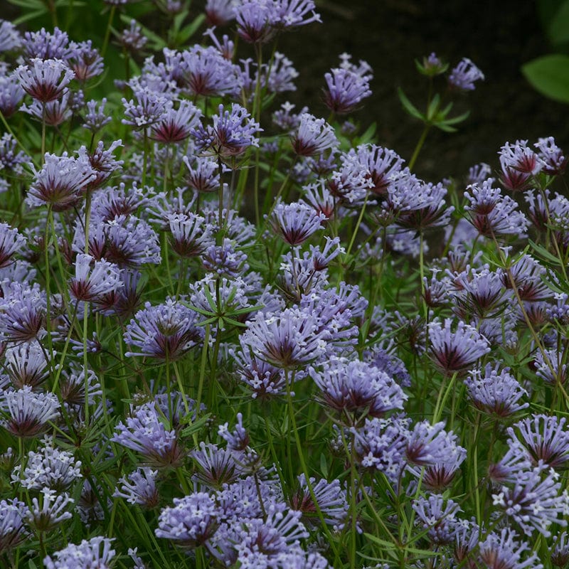 dt-brown FLOWER SEEDS Asperula orientalis - Blue woodruff Flower Seeds