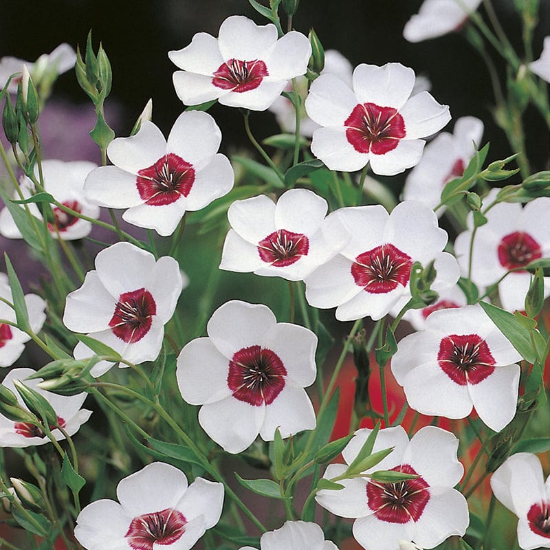 dt-brown FLOWER SEEDS Linum Bright Eyes