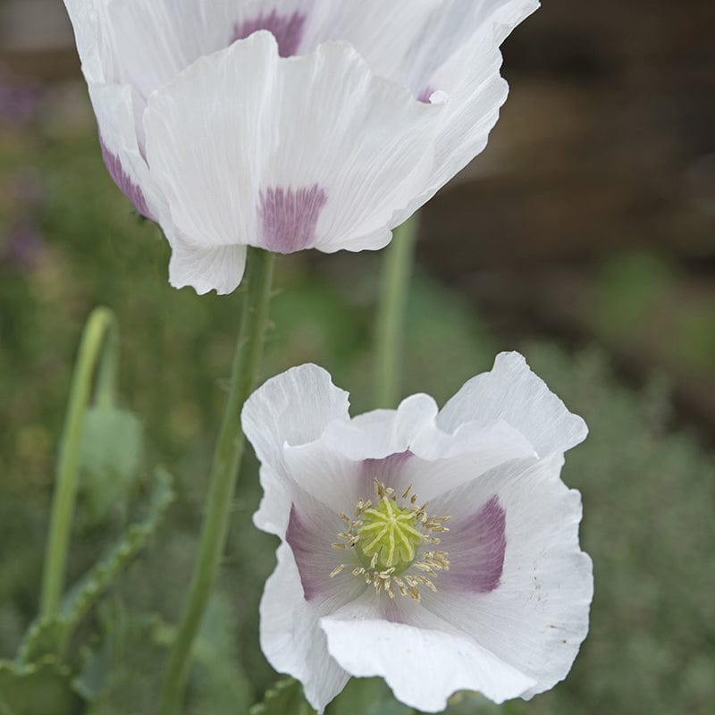 dt-brown FLOWER SEEDS Poppy Maanzaad Flower Seeds