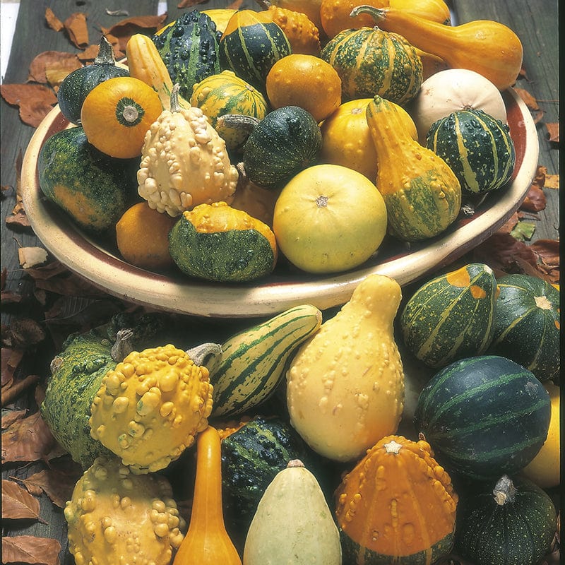 dt-brown FLOWER SEEDS Gourd Ornamental Mixed