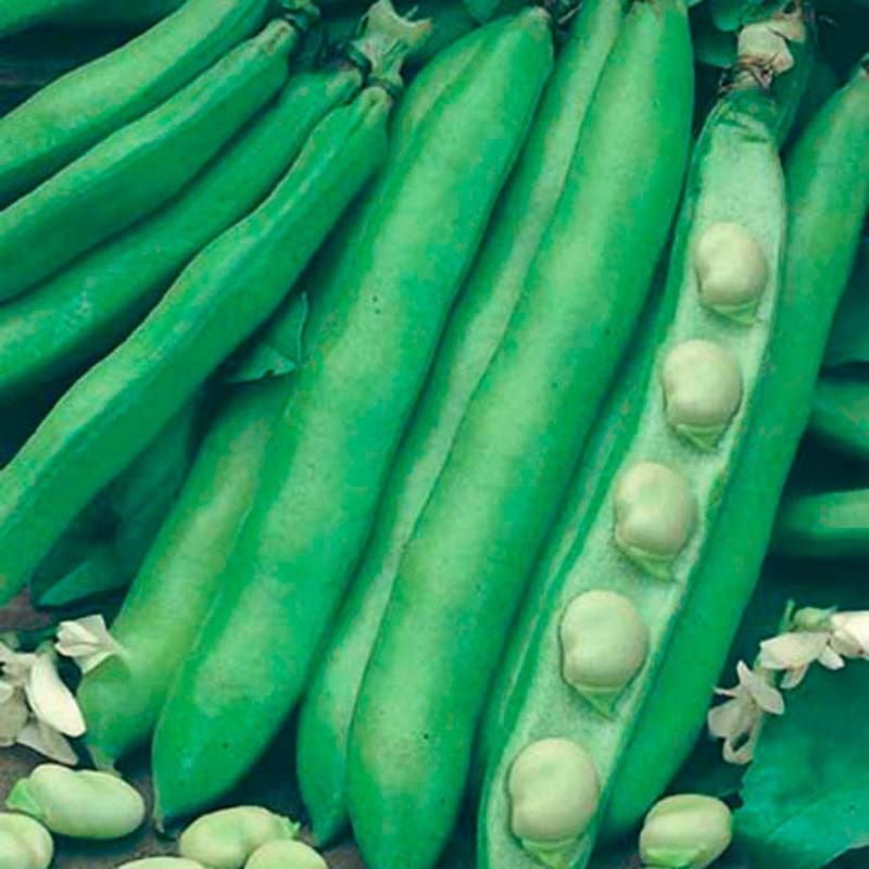 dt-brown VEGETABLE SEEDS Broad Bean Superaguadulce Seeds