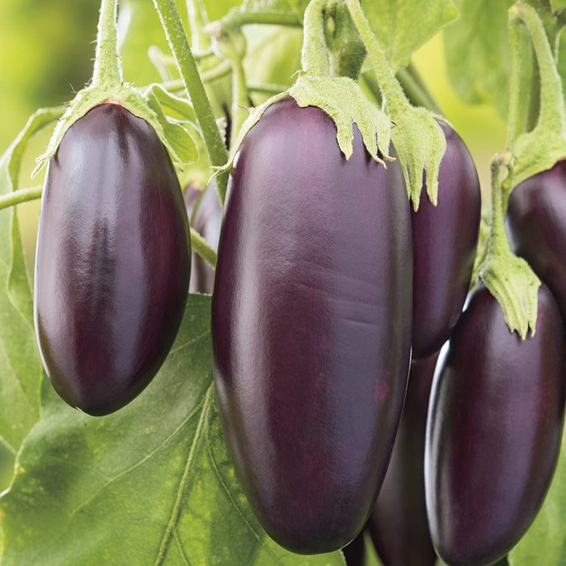 dt-brown VEGETABLE SEEDS Aubergine Jewel F1 Mix Seeds