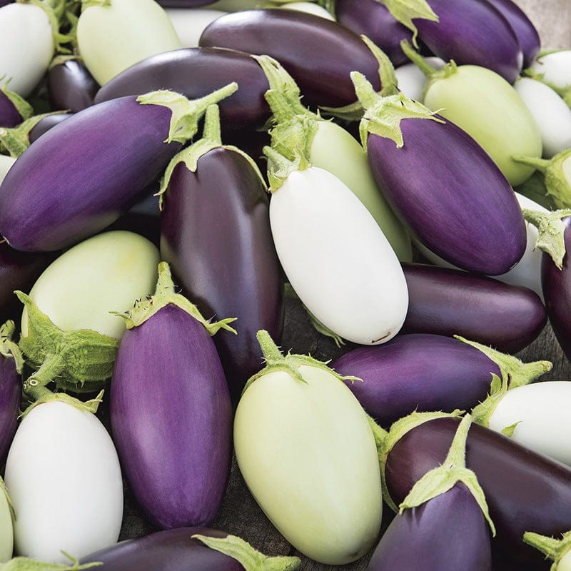 dt-brown VEGETABLE SEEDS Aubergine Jewel F1 Mix Seeds