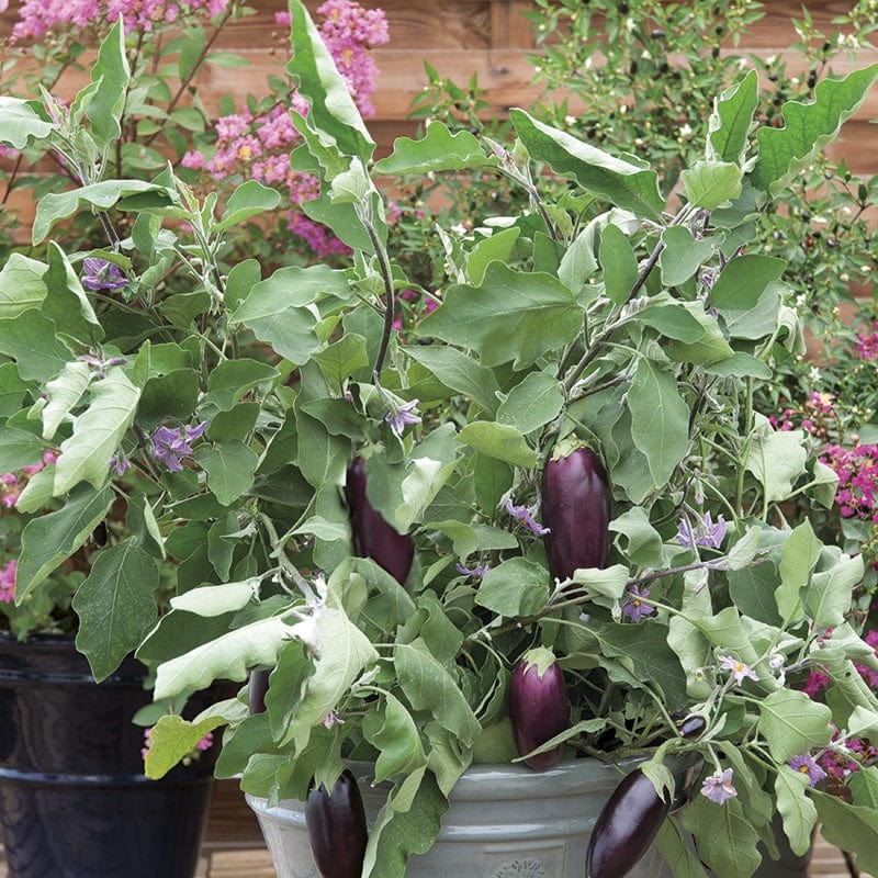 dt-brown VEGETABLE SEEDS Aubergine Jewel F1 Mix Seeds