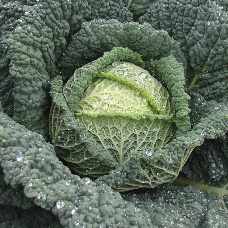 dt-brown VEGETABLE SEEDS Cabbage Jade F1 Seeds