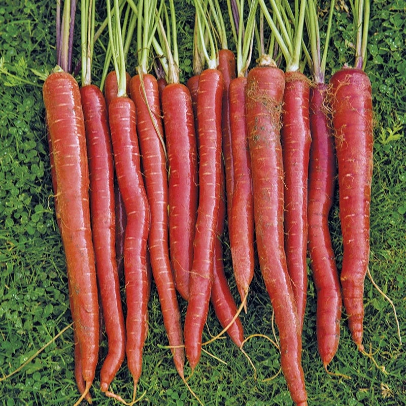 dt-brown VEGETABLE SEEDS Carrot Malbec F1 Seeds