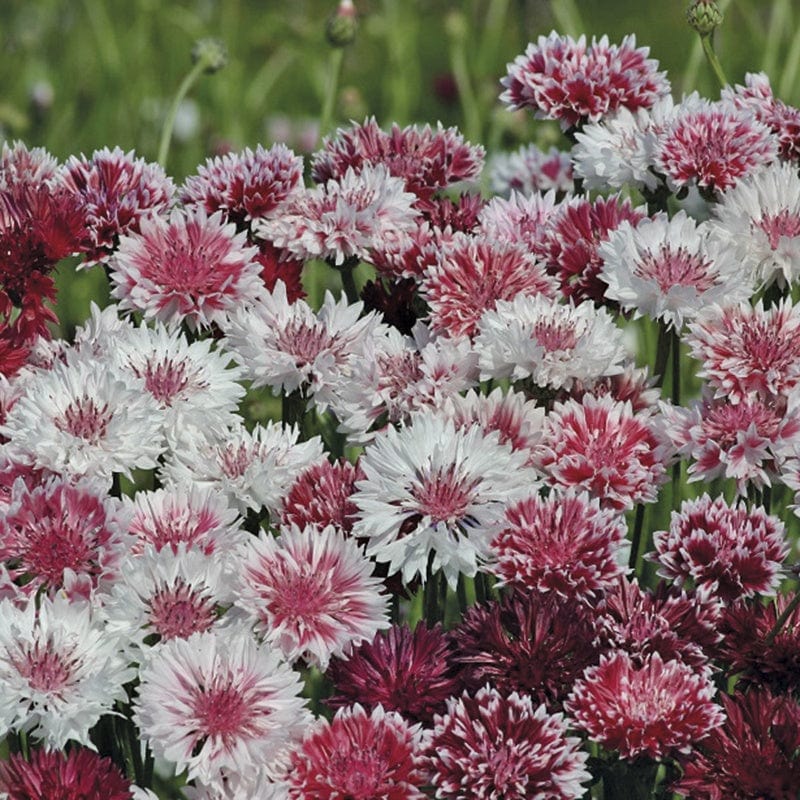 dt-brown FLOWER SEEDS Cornflower Classic Romantic