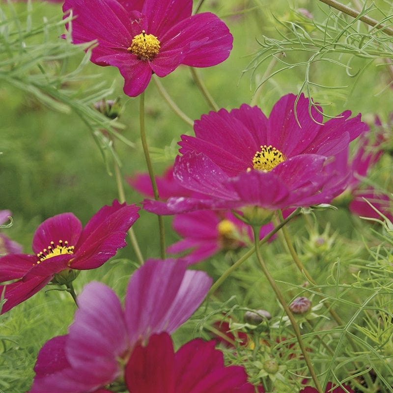 dt-brown FLOWER SEEDS Cosmos Sensation Dazzler Crimson Red