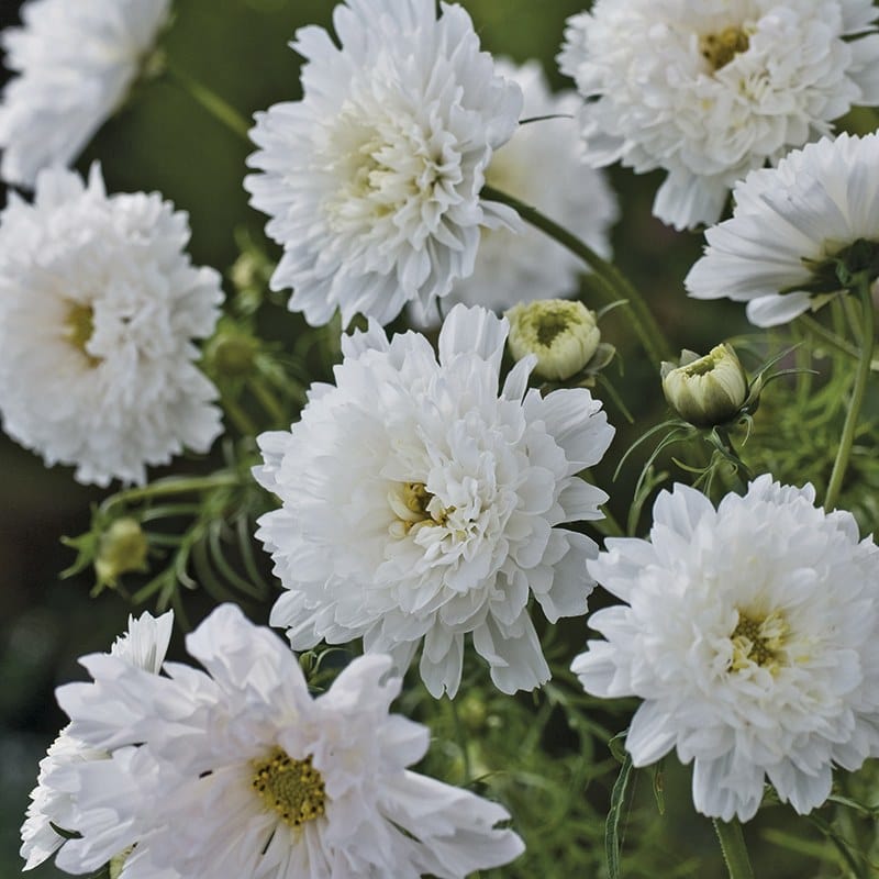 dt-brown FLOWER SEEDS Cosmos Snow Puff