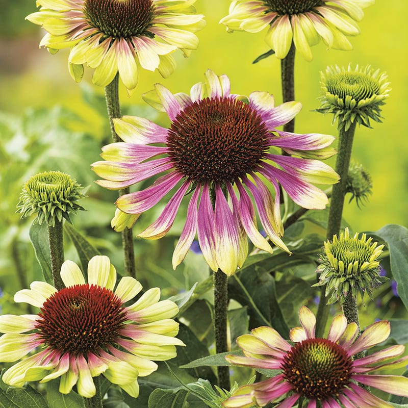 dt-brown FLOWER SEEDS Echinacea Green Twister Seeds