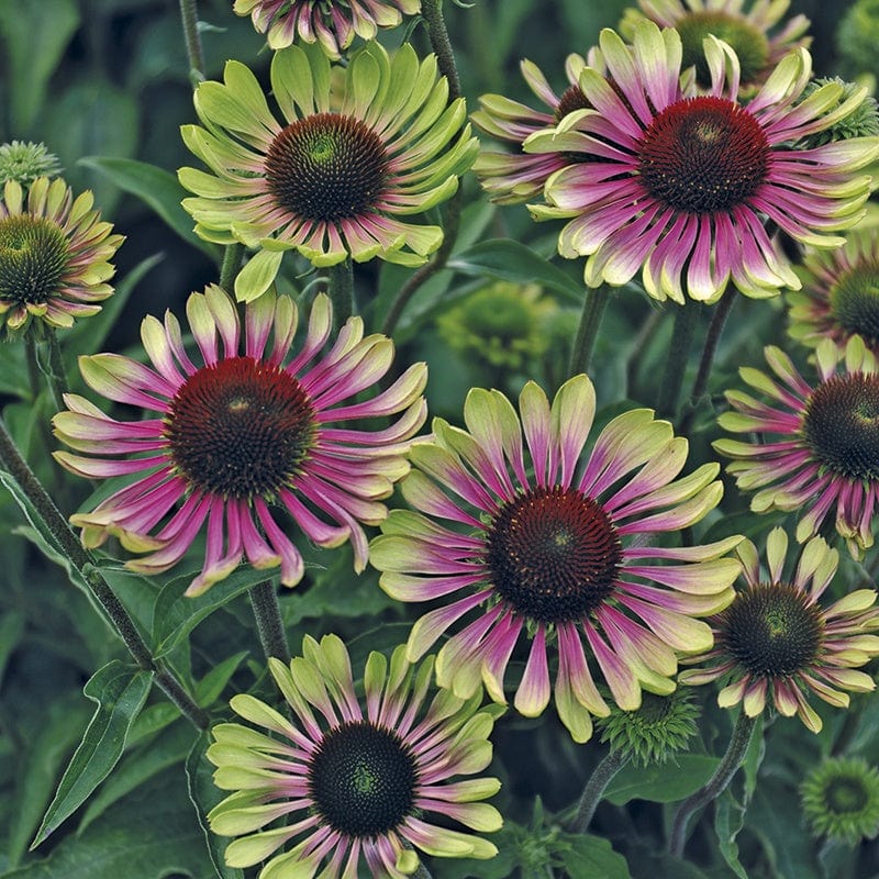 dt-brown FLOWER SEEDS Echinacea Green Twister Seeds