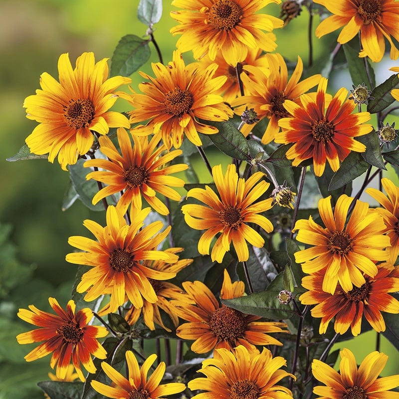 dt-brown FLOWER SEEDS Heliopsis Burning Hearts