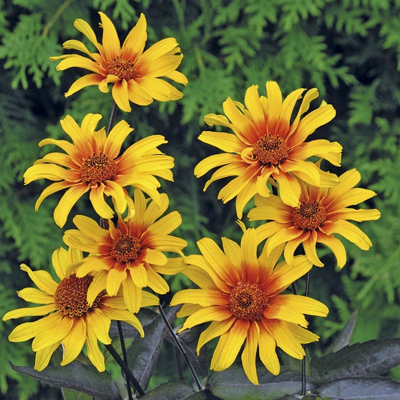 dt-brown FLOWER SEEDS Heliopsis Burning Hearts