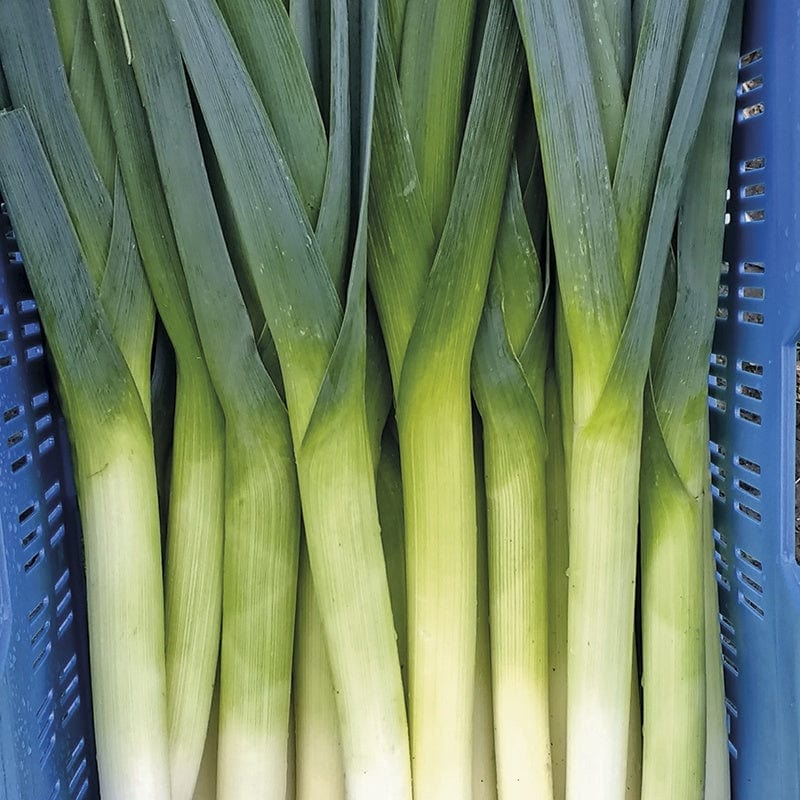 dt-brown VEGETABLE SEEDS Leek Stromboli F1 Seeds