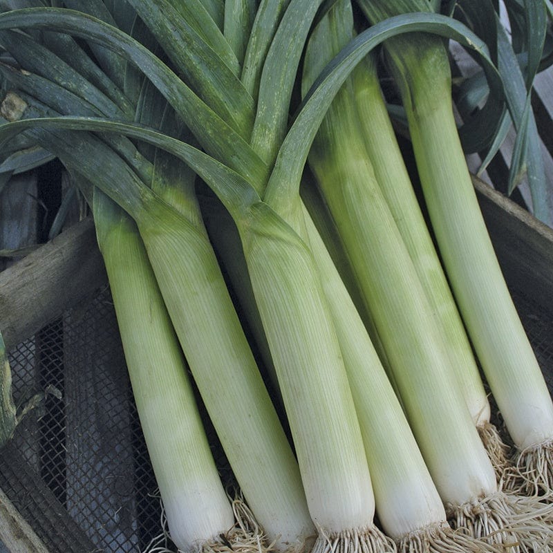 dt-brown VEGETABLE SEEDS Leek Stocky F1 Vegetable Seeds