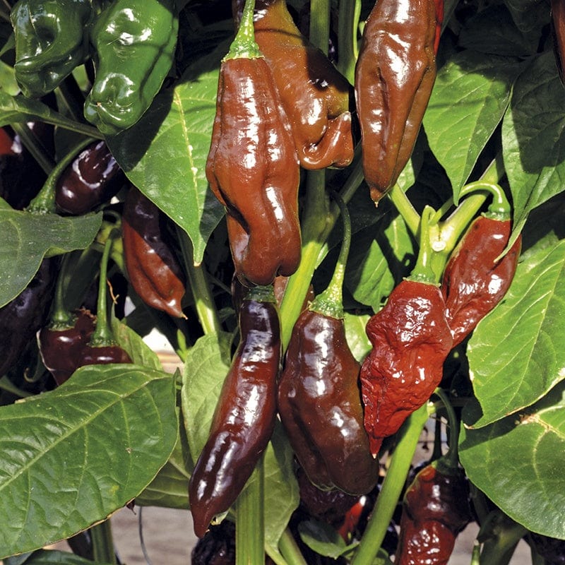 dt-brown VEGETABLE SEEDS Pepper (Chilli) Machu Picchu Seeds