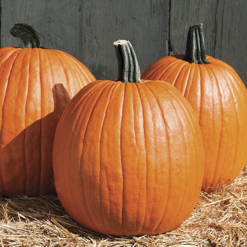 dt-brown VEGETABLE SEEDS Pumpkin Cargo F1 Seeds