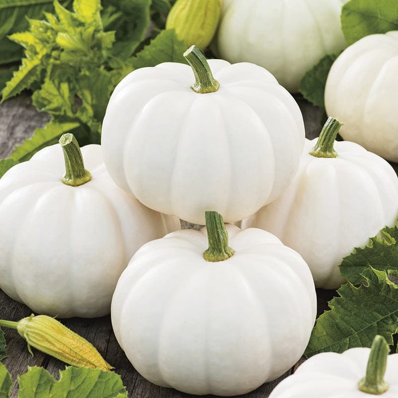 dt-brown VEGETABLE SEEDS Pumpkin Casperita F1 Seeds