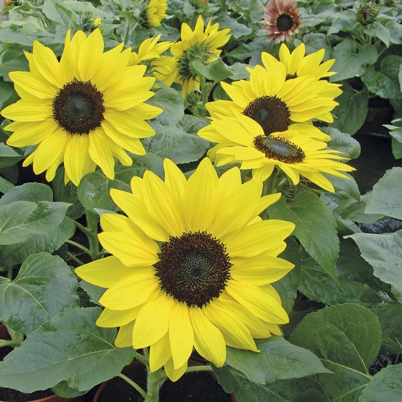 dt-brown FLOWER SEEDS Sunflower Suntastic F1