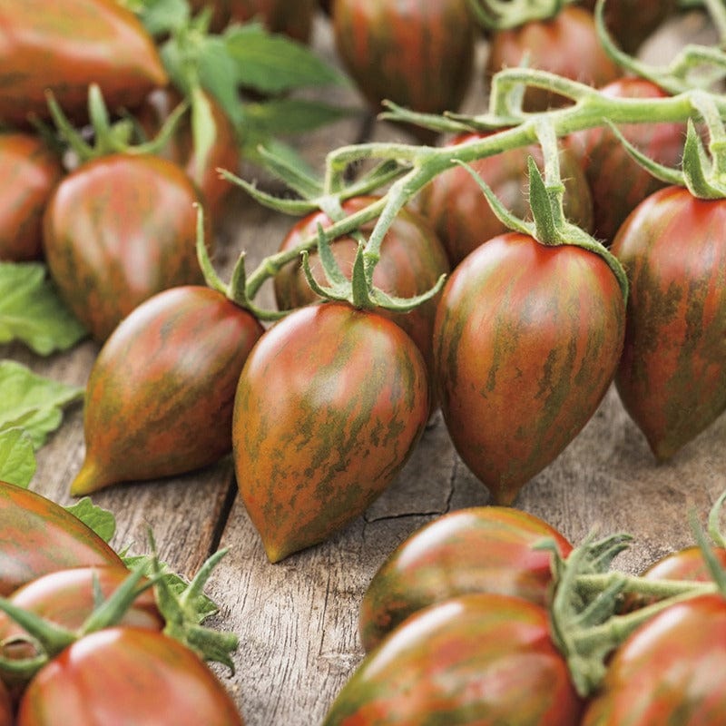 Tomato Shimmer F1 Seeds