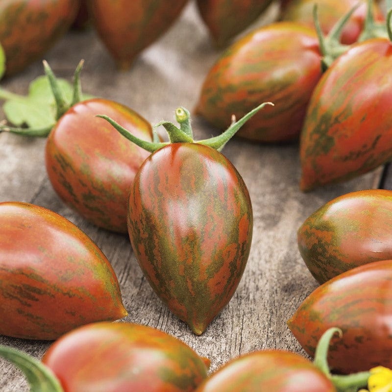 dt-brown VEGETABLE SEEDS Tomato Shimmer F1 Seeds