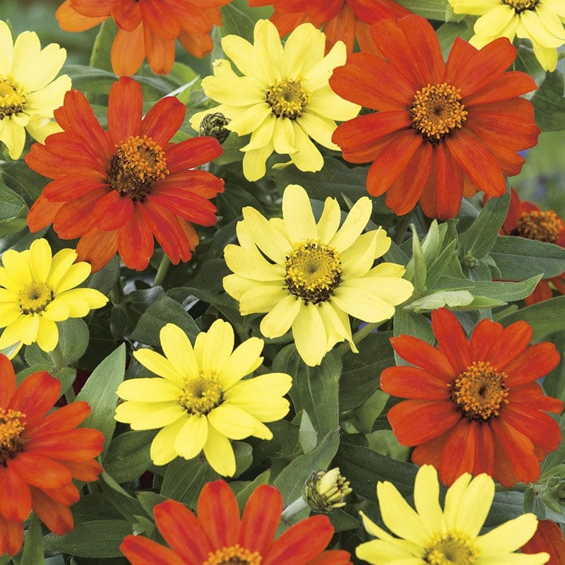 dt-brown FLOWER SEEDS Zinnia Zahara Bonfire Mixed