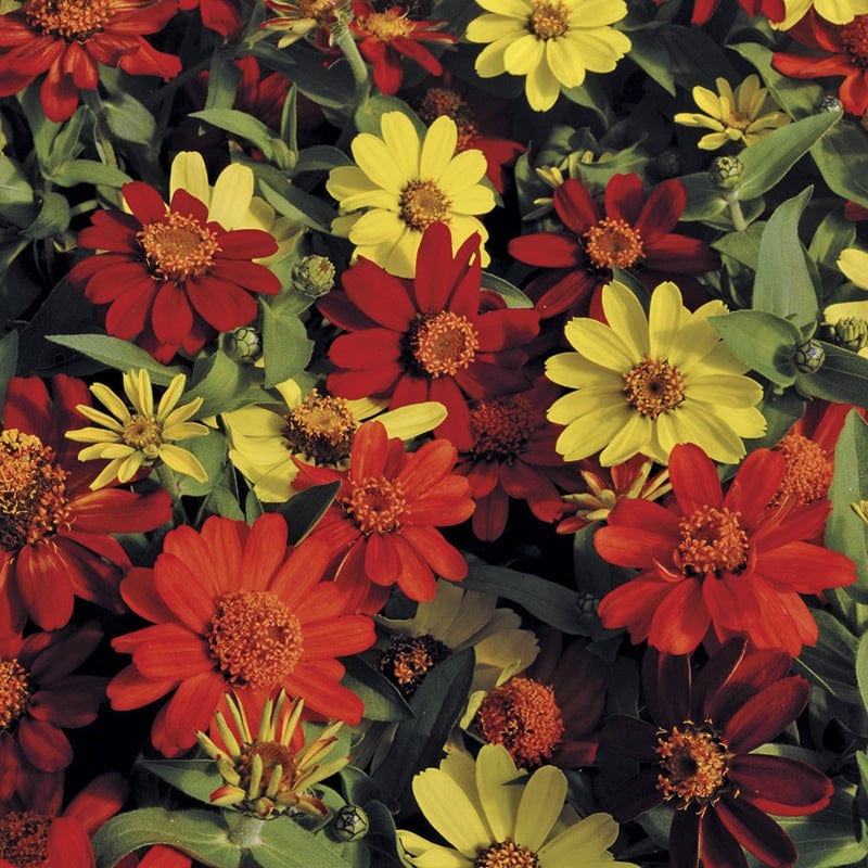 dt-brown FLOWER SEEDS Zinnia Zahara Bonfire Mixed