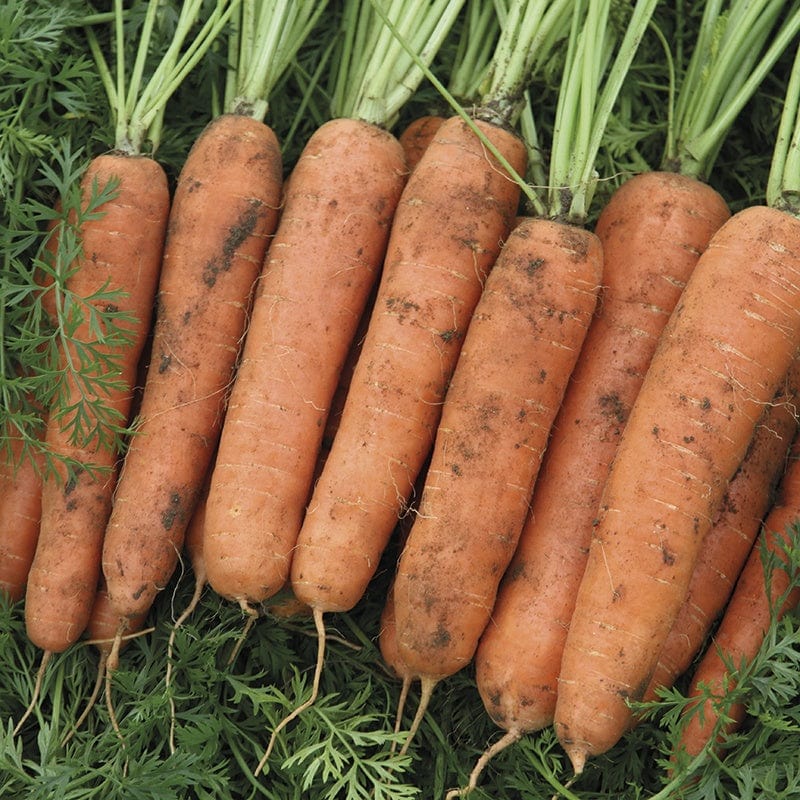 dt-brown VEGETABLE SEEDS Carrot Nazareth F1 Seeds