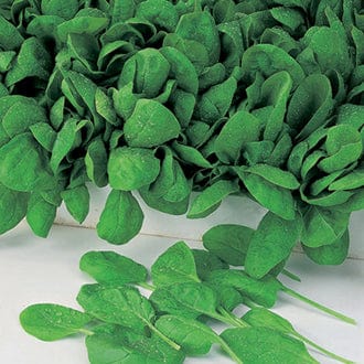 dt-brown VEGETABLE SEEDS Spinach Apollo F1 Seeds