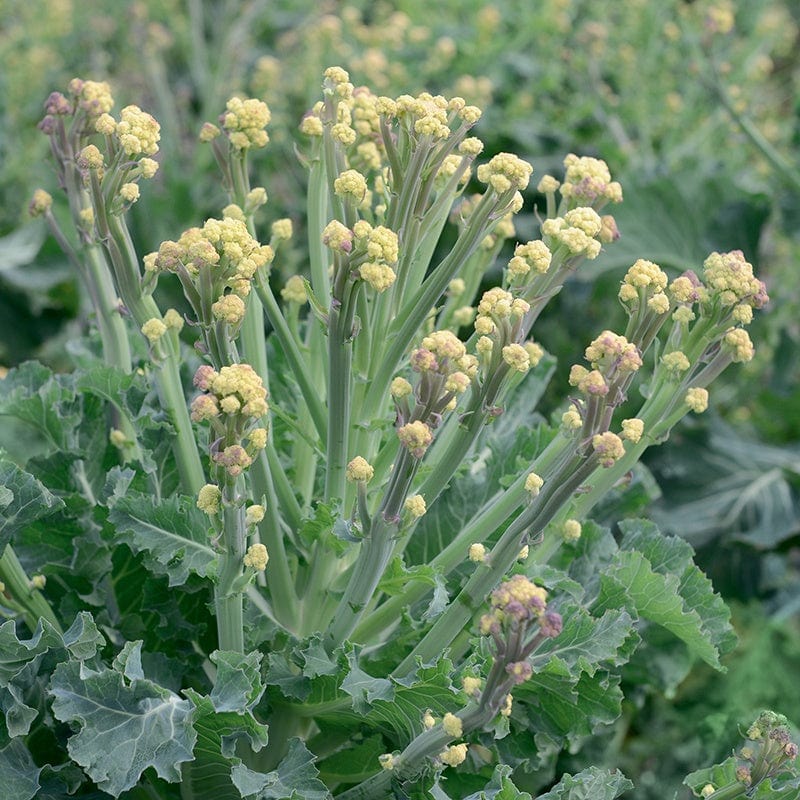 dt-brown VEGETABLE SEEDS Broccoli White Sprouting Burbank F1