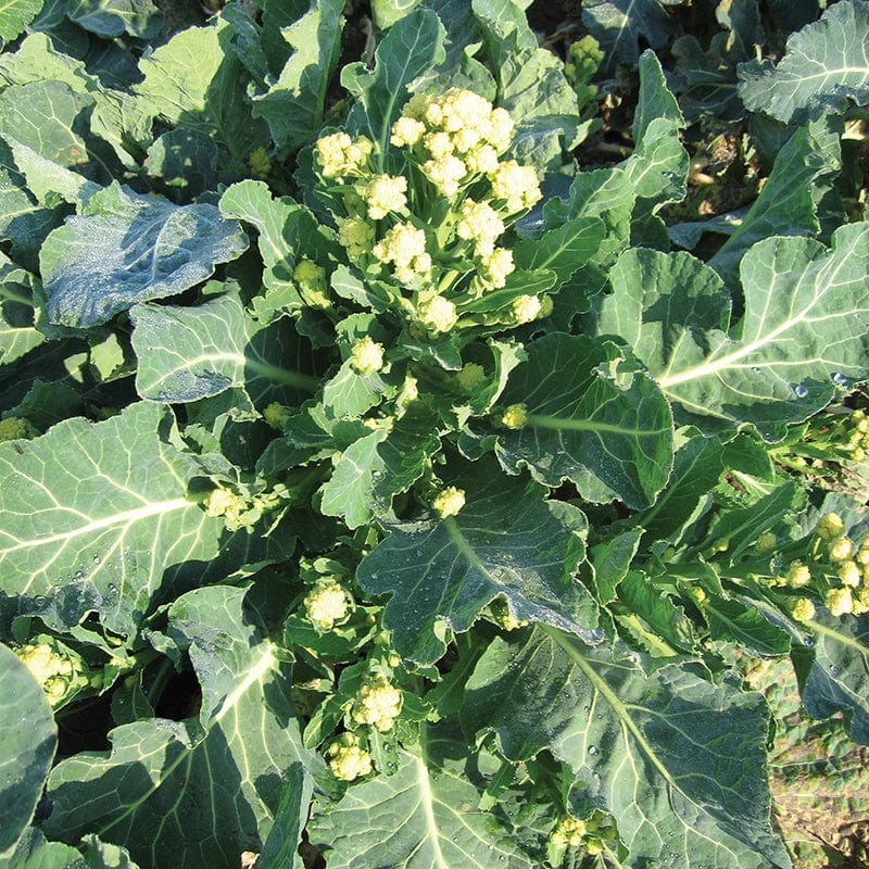 dt-brown VEGETABLE SEEDS Broccoli White Sprouting Burbank F1