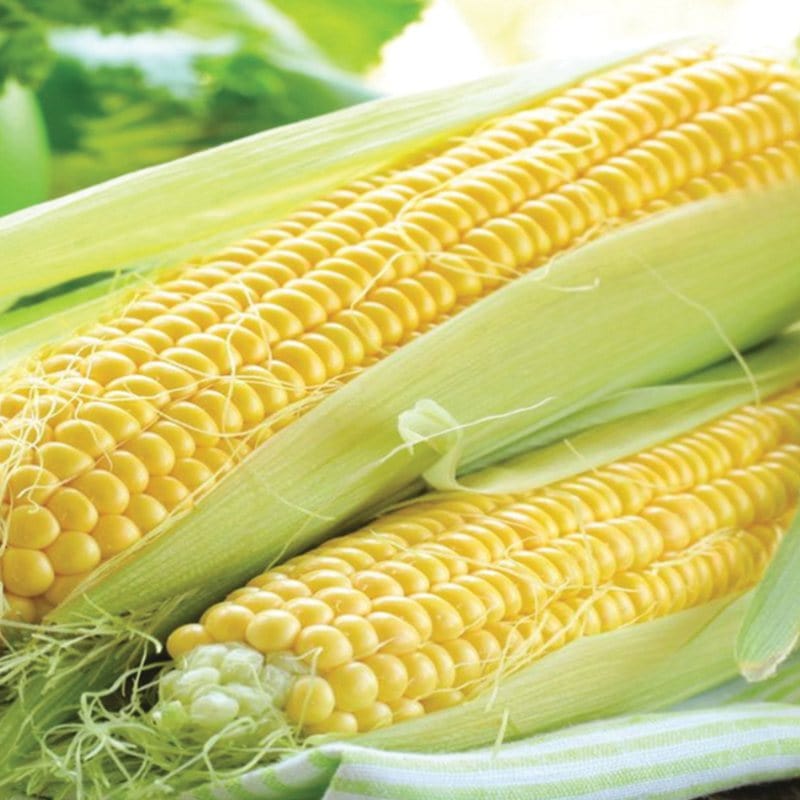 dt-brown VEGETABLE SEEDS Sweetcorn Rising Sun F1