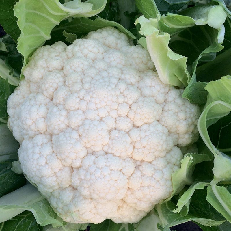 dt-brown VEGETABLE SEEDS Cauliflower Zaragoza F1