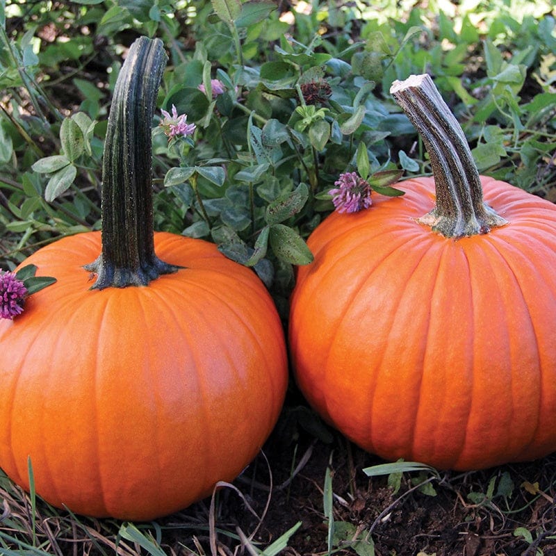 Pumpkin Spitfire F1 Seeds From D.T. Brown