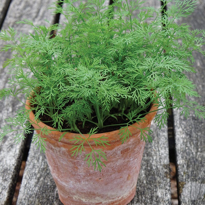 dt-brown VEGETABLE SEEDS Dill Nano (Dwarf) Herb Seeds