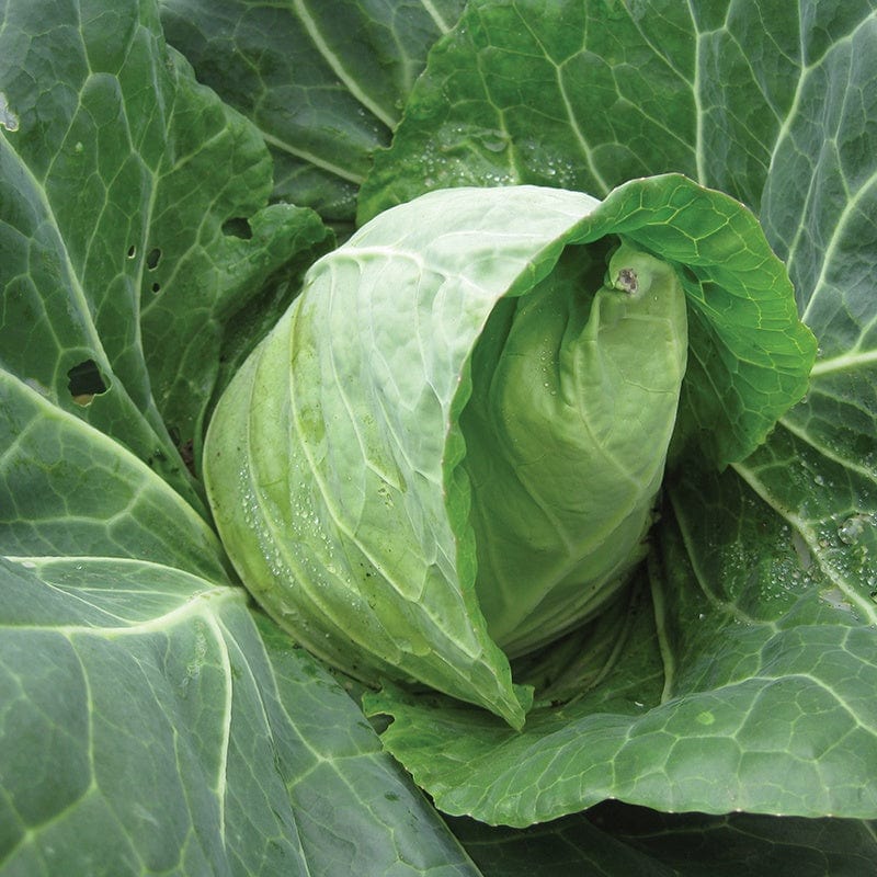 dt-brown VEGETABLE SEEDS Cabbage Duncan F1