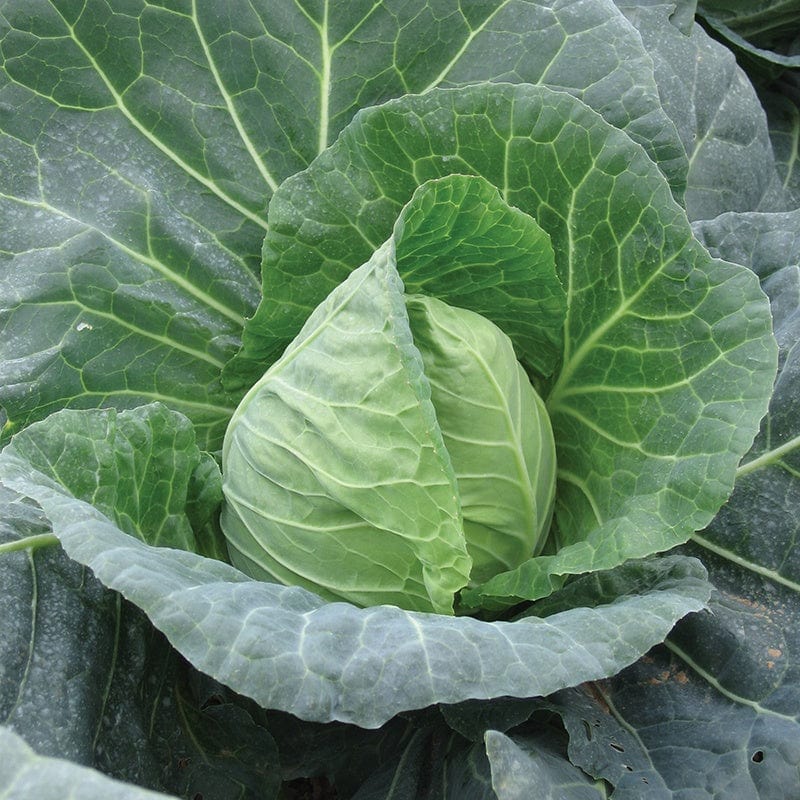 dt-brown VEGETABLE SEEDS Cabbage Duncan F1