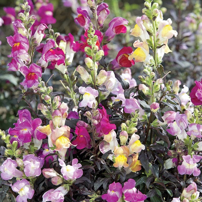 dt-brown FLOWER SEEDS Antirrhinum Twilight Mix