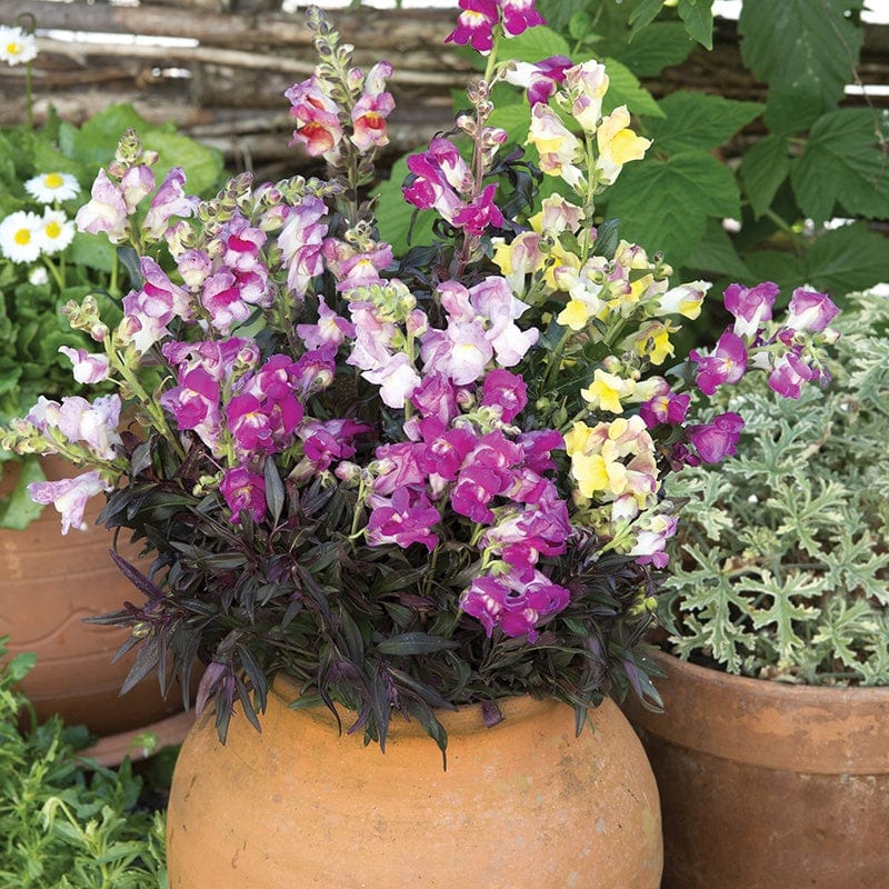 dt-brown FLOWER SEEDS Antirrhinum Twilight Mix