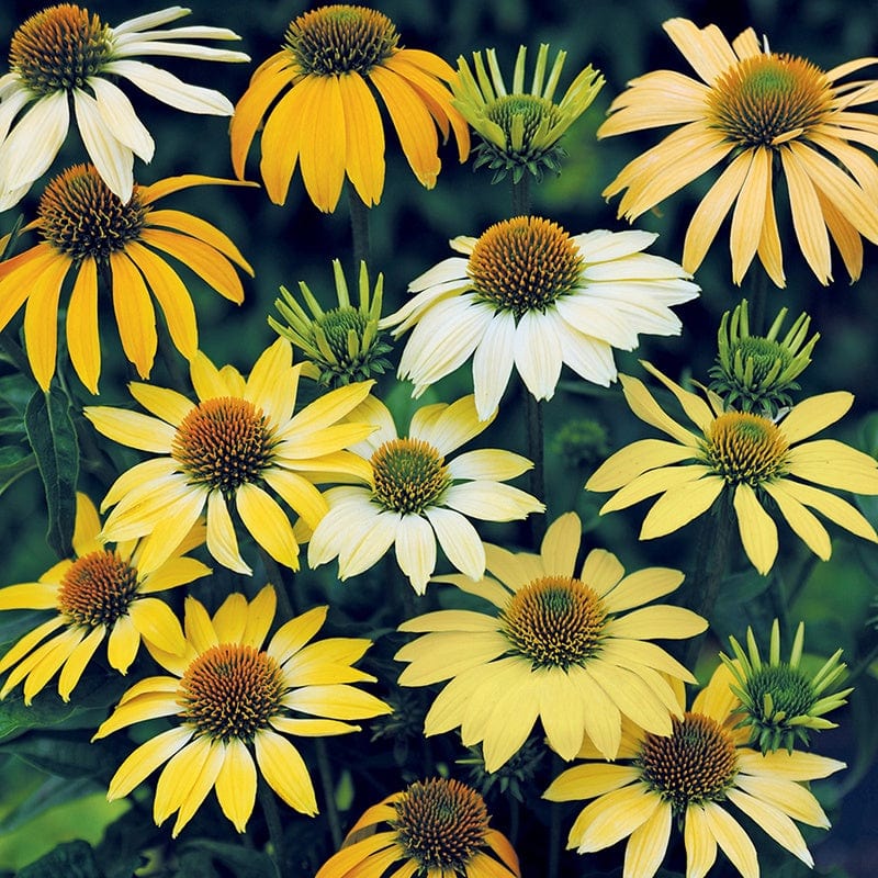 dt-brown FLOWER SEEDS Echinacea Mellow Yellows Flower Seeds