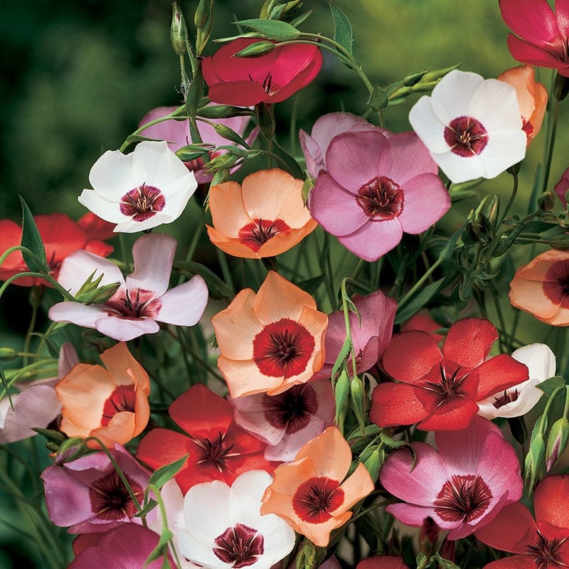 dt-brown FLOWER SEEDS Linum Charmer Extra Mixture Flower Seeds