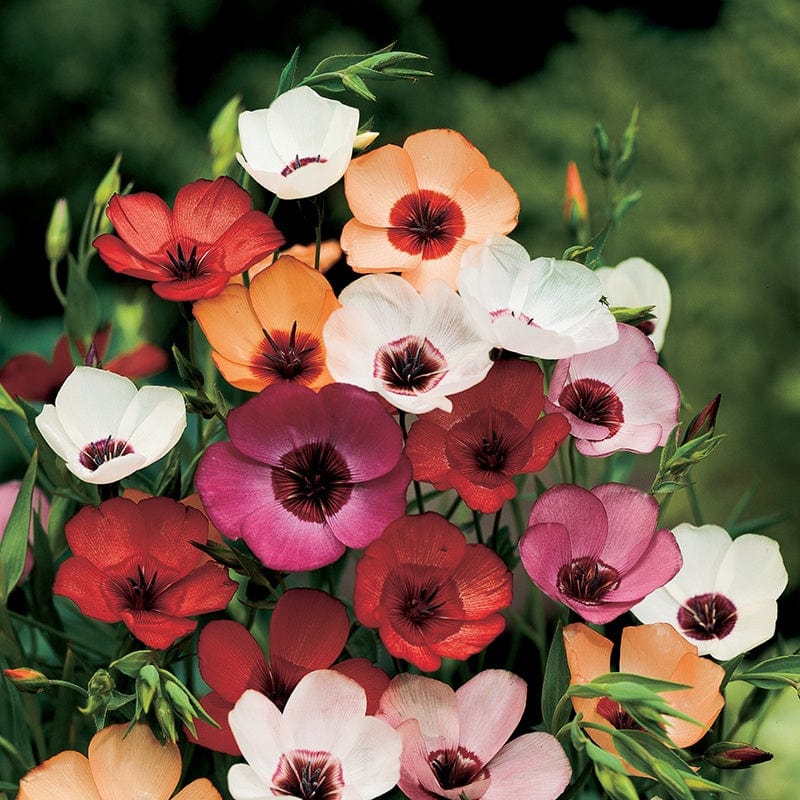 dt-brown FLOWER SEEDS Linum Charmer Extra Mixture Flower Seeds