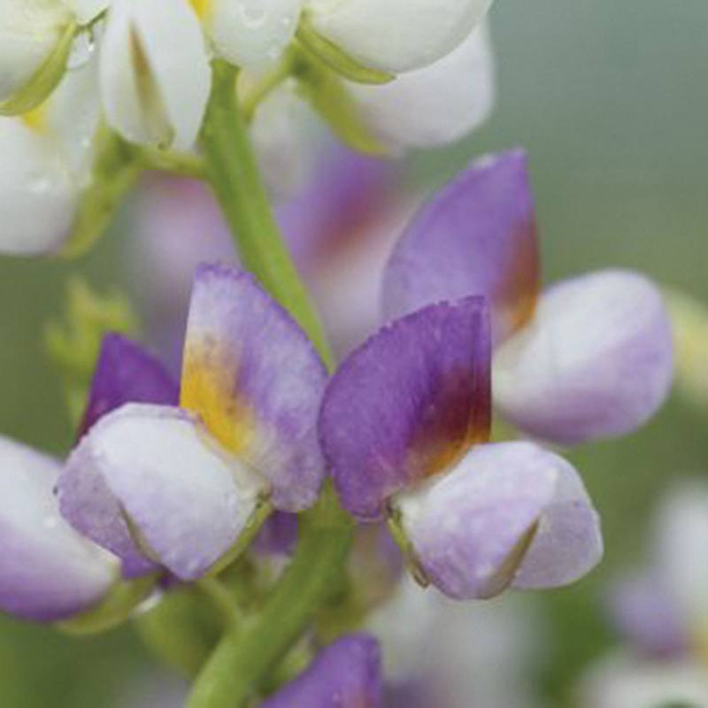 dt-brown FLOWER SEEDS Lupin Lilac Javelin Flower Seeds