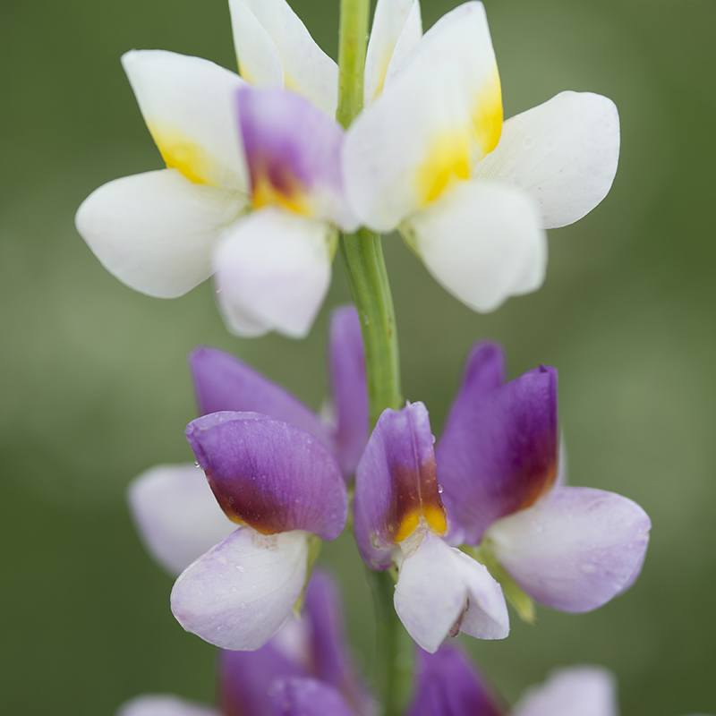 dt-brown FLOWER SEEDS Lupin Lilac Javelin Flower Seeds