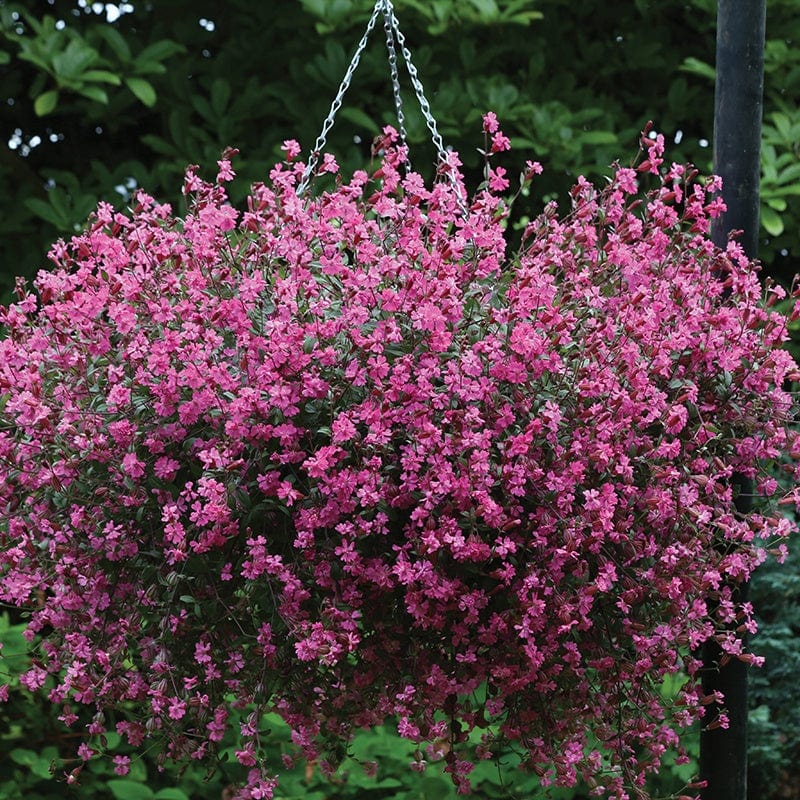 dt-brown FLOWER SEEDS Silene Sibella Carmine